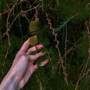 alicemoonprism